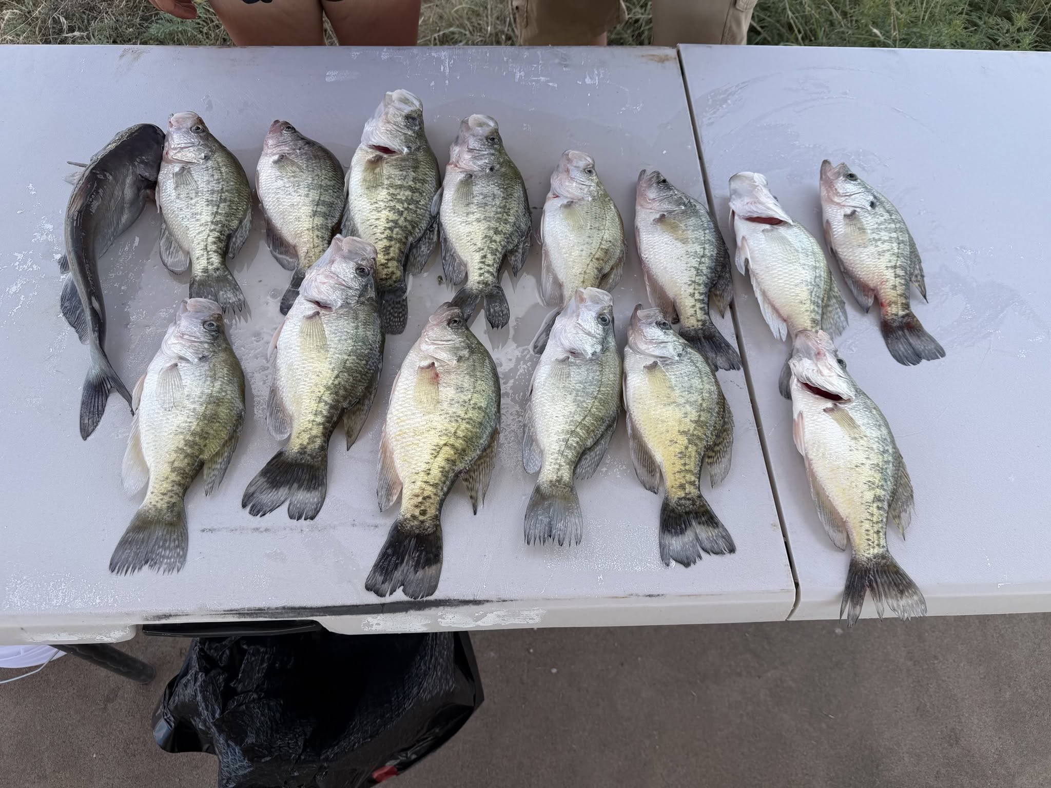 Crappie laid out on the table after a trip